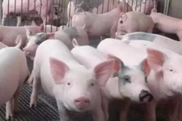 预防猪高热病的方法和重点？养猪要做好哪些日常预防细节？插图2