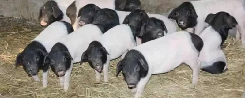 金华猪的养殖技术 ,养殖金华猪要注意哪些技术-会东网