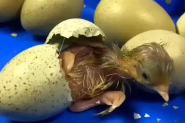 确定小鸡出壳后保温灯瓦数的方法和重点？养鸡要做好哪些育雏设备选择？插图1