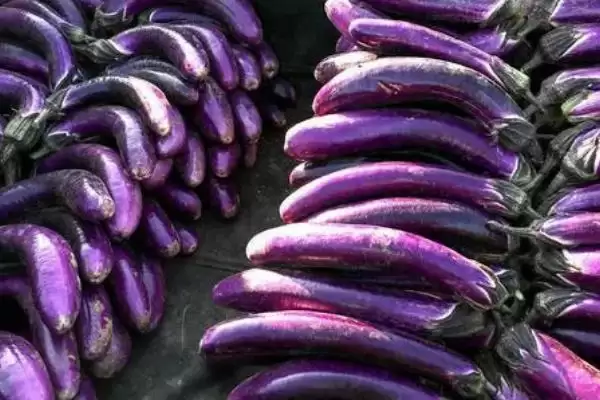 茄子存放时间揭秘：常温仅2天左右的保鲜奥秘插图3