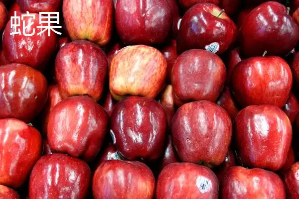 红星苹果和蛇果的区别,外形、口感和价格都不同插图2 红星苹果和蛇果的区别,外形、口感和价格都不同插图2