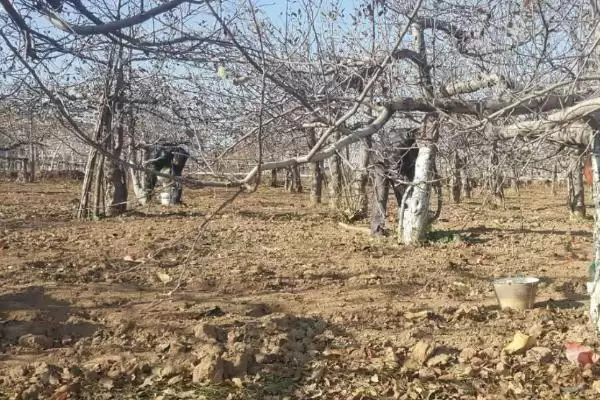 图片[4]-梨树休眠期的管理办法 ,梨树休眠期为何是冬剪整形佳时？-会东网
