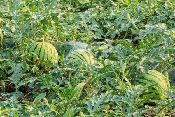 分析西瓜不易坐瓜原因的方法和重点?探究西瓜不易坐瓜要做好哪些细节?插图4 分析西瓜不易坐瓜原因的方法和重点?探究西瓜不易坐瓜要做好哪些细节?插图4