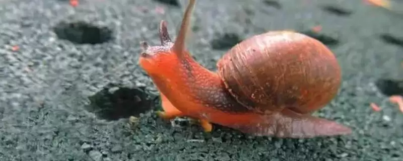 蜗牛的种类?认识蜗牛种类要了解哪些关键的品种分类和生物特性要点?插图 蜗牛的种类?认识蜗牛种类要了解哪些关键的品种分类和生物特性要点?插图