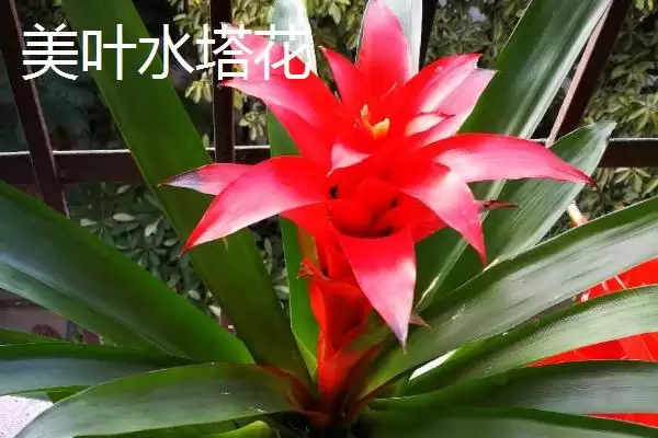 图片[4]-水塔花的种类？认识水塔花种类要了解哪些关键的品种分类和特性要点？-会东网