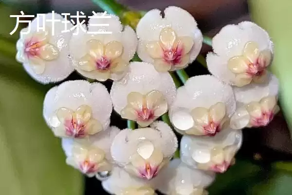 球兰养殖技巧与注意事项：“见干见湿”浇水原则要点插图6