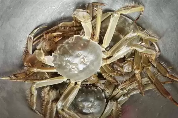 螃蟹价格的波动因素:不同品种价格不同的背后原因插图2 螃蟹价格的波动因素:不同品种价格不同的背后原因插图2