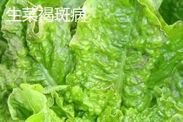 图片[3]-防治意大利生菜黑腐病的方法和重点？防治意大利生菜黑腐病要做好哪些细节？-会东网