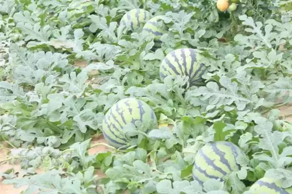 分析西瓜不易坐瓜原因的方法和重点?探究西瓜不易坐瓜要做好哪些细节?插图6 分析西瓜不易坐瓜原因的方法和重点?探究西瓜不易坐瓜要做好哪些细节?插图6