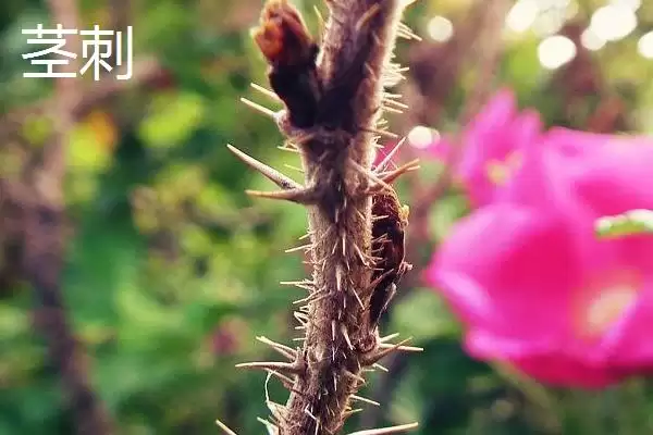 图片[2]-茎刺和叶刺的区别 ,茎刺和叶刺在哪些方面不同呢-会东网