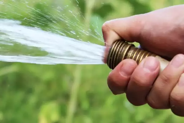 金钱树的浇水施肥方法 ,金钱树如何进行浇水和施肥插图5 金钱树的浇水施肥方法 ,金钱树如何进行浇水和施肥插图5