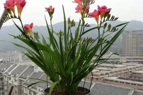 图片[3]-小苍兰植物属性的要点和解读？解读小苍兰植物属性需注意什么？-会东网