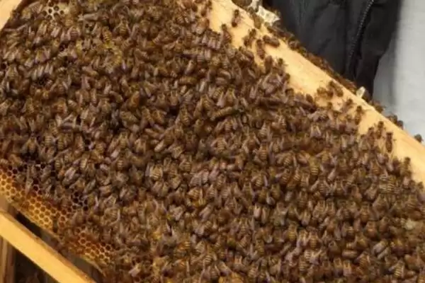 分蜂后出现多个王台怎么办，需进行王台的取舍插图1