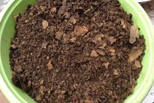 图片[4]-水鬼蕉有没有毒？判断水鬼蕉是否有毒要了解哪些植物毒性特性？-会东网