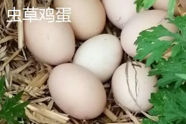 理解虫草鸡蛋定义的方法和重点？养鸡要做好哪些鸡蛋知识储备？插图2
