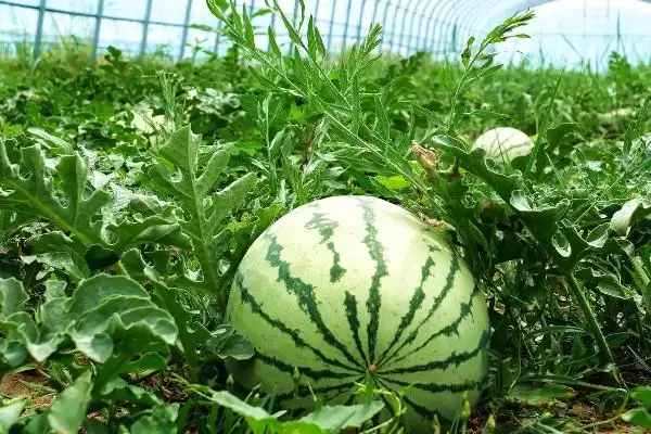 解决雨水多西瓜烂叶问题的方法和重点？应对雨水多西瓜烂叶要做好哪些细节？插图1