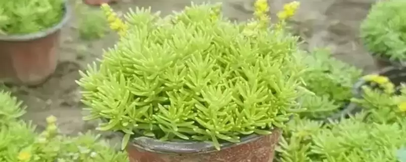 如何养佛甲草能爆盆？养护佛甲草促爆盆要掌握哪些科学养护方法？-会东网