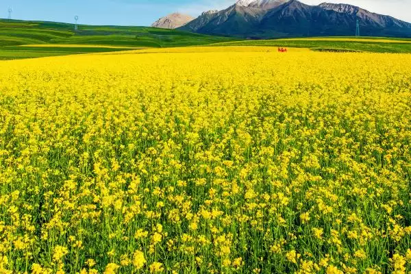 图片[3]-新手如何培育蜂王，育王条件包括气候和蜜源-会东网