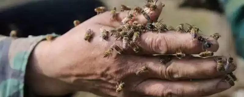 被蜜蜂蛰了怎么处理,要立刻远离蜂巢以免再次被蛰插图 被蜜蜂蛰了怎么处理,要立刻远离蜂巢以免再次被蛰插图