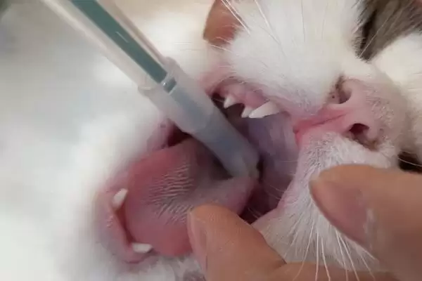 图片[5]-犬猫敌鼠钠中毒症状剖析：身上大块出血的危害及处理-会东网