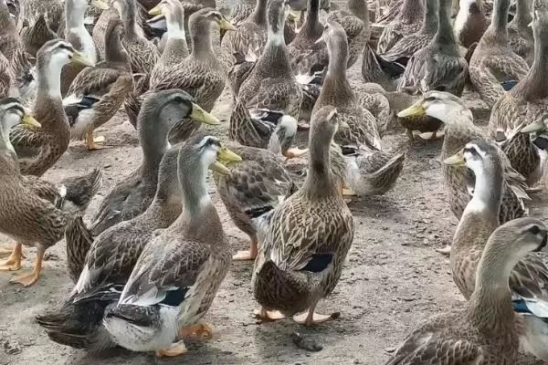 麻鸭和白鸭有什么区别 ,麻鸭和白鸭外形特征有何不同插图1