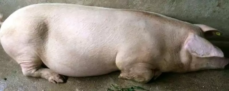 母猪用什么药可以进行催产呢,母猪催产可选择缩宫素、氯前列烯醇等药物-会东网