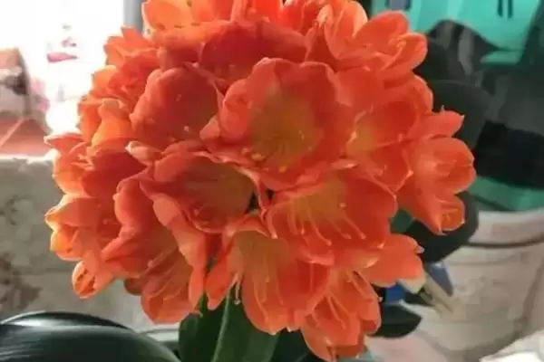 君子兰在低温下的存活情况 ,君子兰在零下 2 度会被冻死吗?插图3 君子兰在低温下的存活情况 ,君子兰在零下 2 度会被冻死吗?插图3