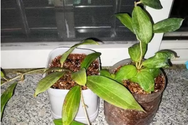 球兰换盆最佳时间解析：一年四季可换盆的优势及注意插图4