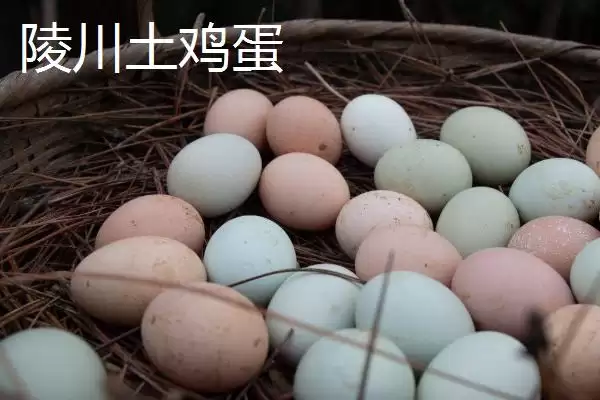 了解我国鸡蛋产地分布的方法和重点?养鸡要做好哪些产地关联?插图1 了解我国鸡蛋产地分布的方法和重点?养鸡要做好哪些产地关联?插图1