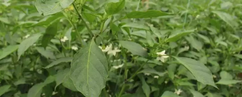 辣椒开花结果期的施肥种类 ,辣椒开花结果期为何用磷钾肥?-会东网