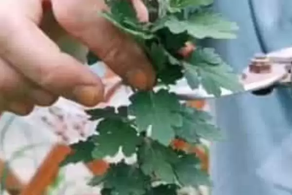 九月菊的长高控制 ,如何对九月菊进行控制使其不长高呢?插图1 九月菊的长高控制 ,如何对九月菊进行控制使其不长高呢?插图1