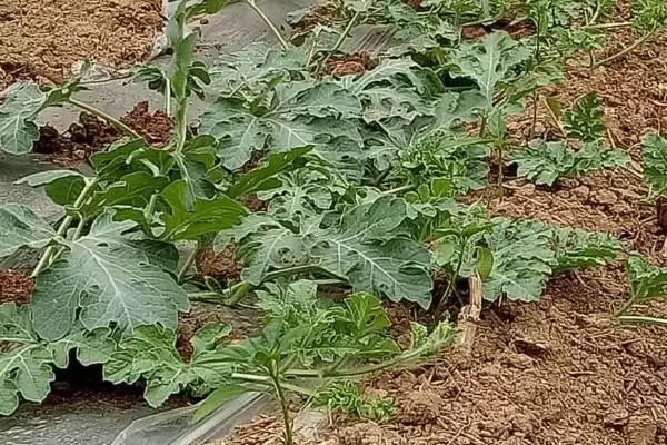 西瓜主蔓与侧蔓留瓜的方法和重点?西瓜留瓜要做好哪些细节?插图4 西瓜主蔓与侧蔓留瓜的方法和重点?西瓜留瓜要做好哪些细节?插图4