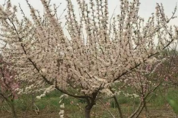 图片[2]-梨树花多果少的原因，可能是氮肥偏多或排水授粉欠缺-会东网