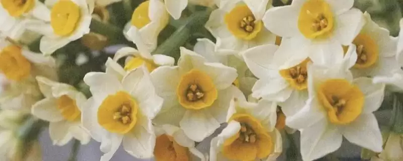 水仙花有没有毒?判断水仙花是否有毒要了解哪些植物毒性相关要点?-会东网