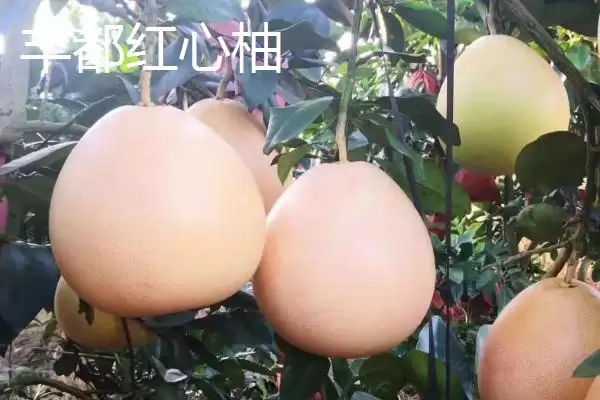 了解重庆市丰都县特产的方法和重点?养猪与当地特产产业有哪些关联细节?插图2 了解重庆市丰都县特产的方法和重点?养猪与当地特产产业有哪些关联细节?插图2