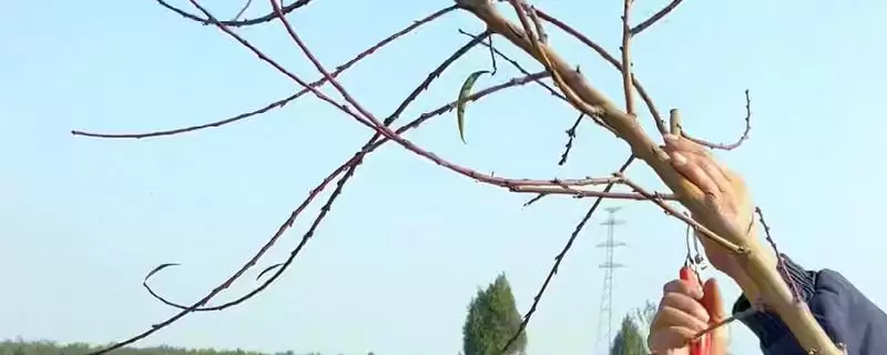 桃树的修剪方法?修剪桃树要掌握哪些从幼树到成年树的关键修剪技巧?-会东网