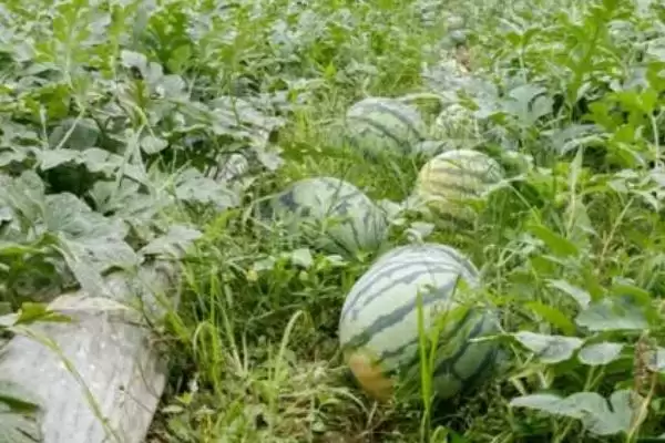 确定西瓜一年种植次数的方法和重点？安排西瓜种植次数要做好哪些细节？插图3