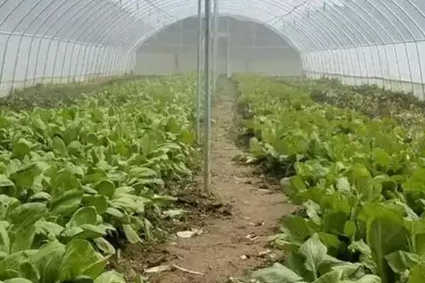 图片[4]-了解种过大蒜地块适合种蔬菜种类的方法和重点？了解种过大蒜地块适合种蔬菜种类要做好哪些细节？-会东网