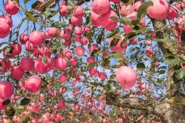 苹果个头小的原因，可能是施肥过剩或病虫害影响等插图2