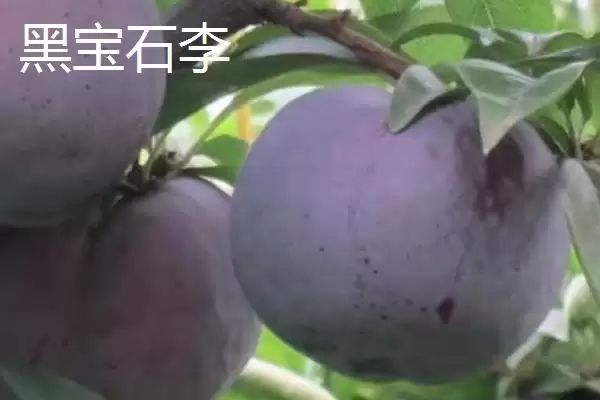 图片[7]-最大的李子品种，目前我国最大李子品种是黑巨王李子-会东网