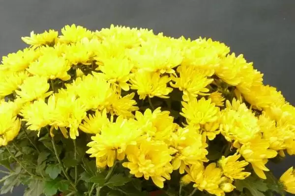 盆栽菊花施肥时机:除冬天外其他季节施肥的技巧插图1 盆栽菊花施肥时机:除冬天外其他季节施肥的技巧插图1