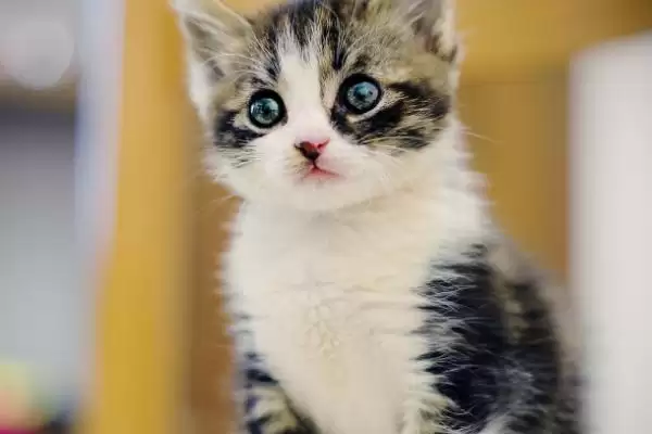 图片[3]-猫咪身体有寄生虫该怎么办 ,猫咪有寄生虫需及时使用驱虫药-会东网