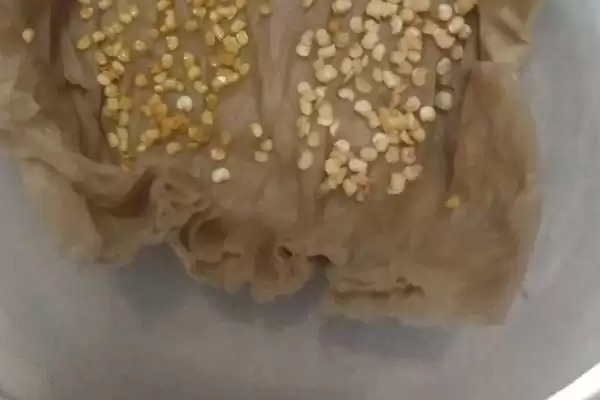 辣椒籽的直接种植问题 ,辣椒籽直接种植后如何保持湿度?插图3 辣椒籽的直接种植问题 ,辣椒籽直接种植后如何保持湿度?插图3