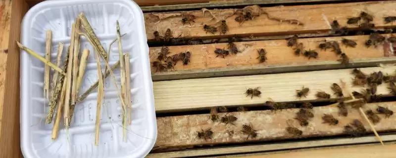 奖励饲喂方法介绍,目的是刺激蜂王产卵-会东网
