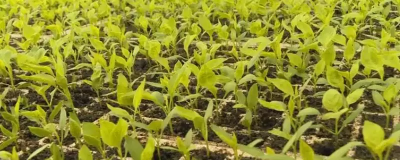 小辣椒冬天育苗的技术和要点？冬天小辣椒育苗要掌握哪些关键技术环节？-会东网