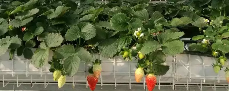 草莓无土栽培技术，栽培槽有下挖式栽培槽和高畦栽培槽两种-会东网