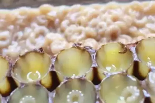 图片[5]-蜂王幼虫吃什么食物，蜂王幼虫吃蜂王浆-会东网