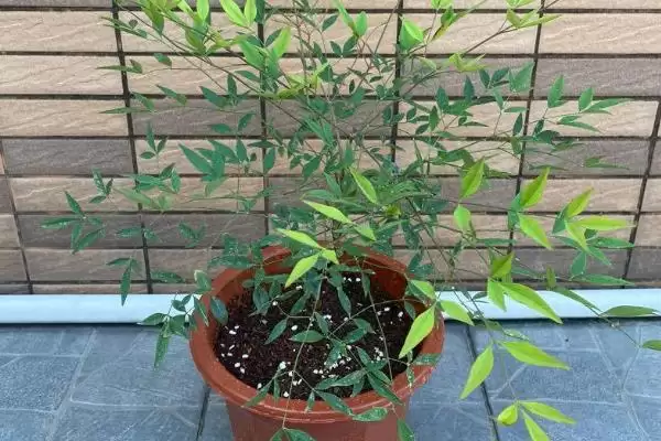 图片[5]-南天竹繁殖小窍门：扦插繁殖的方法与注意事项-会东网