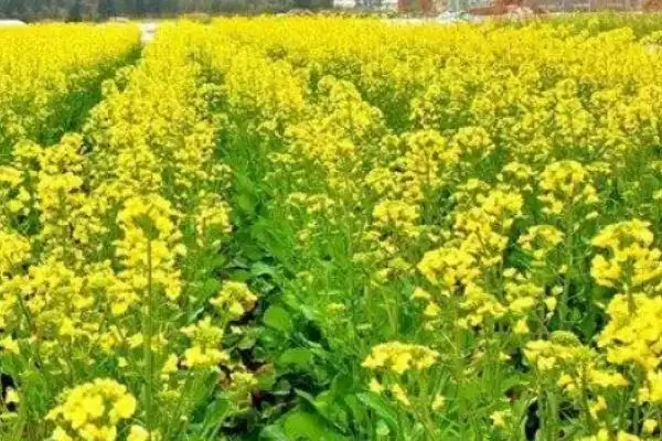 气候变暖是否会影响种植油菜,容易影响油菜的正常积温导致产量下降插图2 气候变暖是否会影响种植油菜,容易影响油菜的正常积温导致产量下降插图2