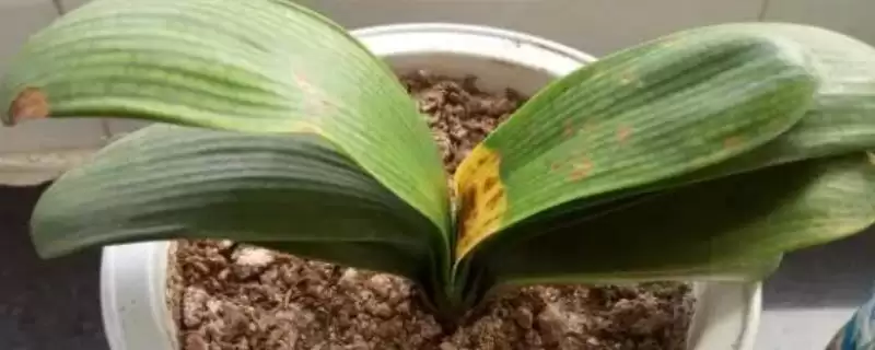 君子兰夏季烂根的处理 ,君子兰夏季烂根怎么重新栽种呢?-会东网